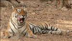 tiger safari, corbett national park